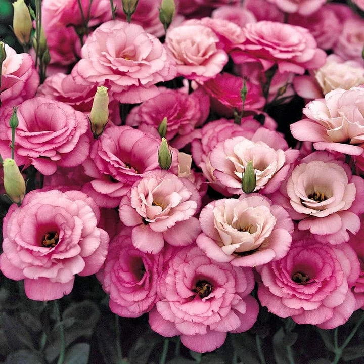 Dream Motto 200 Seeds - 40% Choice / Rose Red 🔥2025 Best Seller🔥-Lisianthus - A Sincere and Immutable Love 💐(Free Shipping over $14.99)