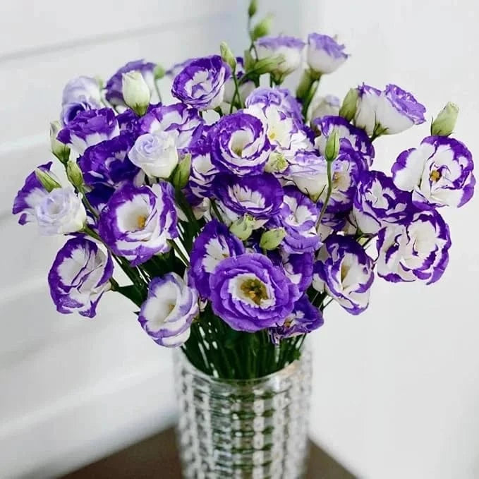 Dream Motto 200 Seeds - 40% Choice / Violet White 🔥2025 Best Seller🔥-Lisianthus - A Sincere and Immutable Love 💐(Free Shipping over $14.99)