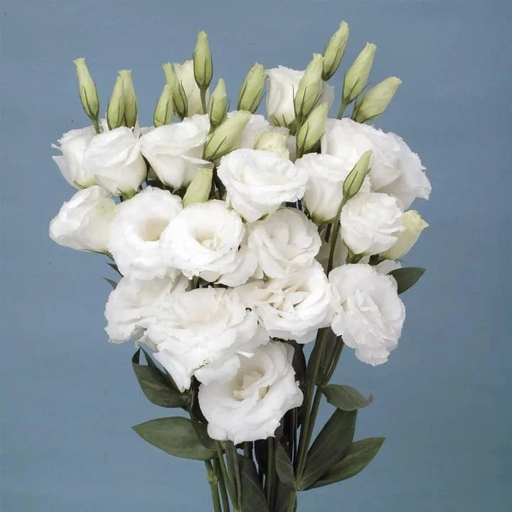Dream Motto 200 Seeds - 40% Choice / White 🔥2025 Best Seller🔥-Lisianthus - A Sincere and Immutable Love 💐(Free Shipping over $14.99)