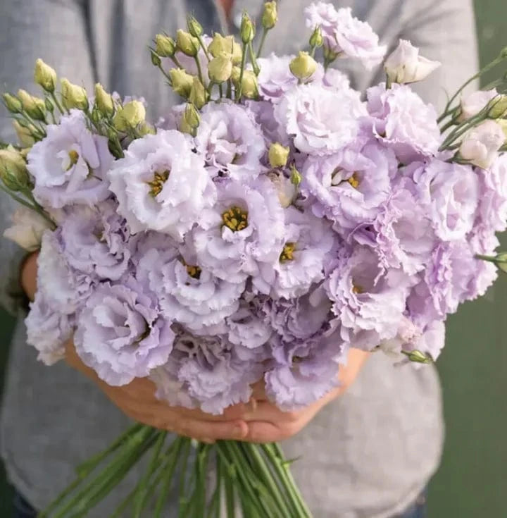 Dream Motto 🔥2025 Best Seller🔥-Lisianthus - A Sincere and Immutable Love 💐(Free Shipping over $14.99)