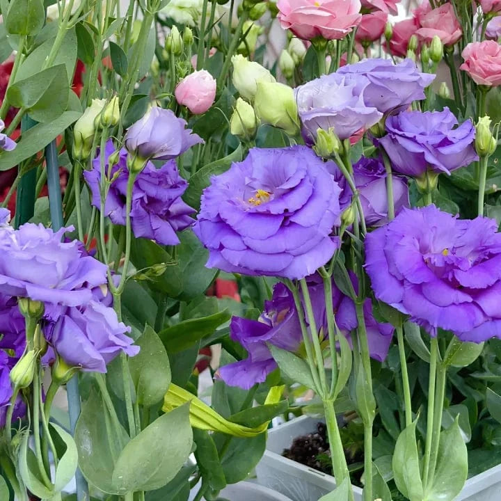 Dream Motto 🔥2025 Best Seller🔥-Lisianthus - A Sincere and Immutable Love 💐(Free Shipping over $14.99)