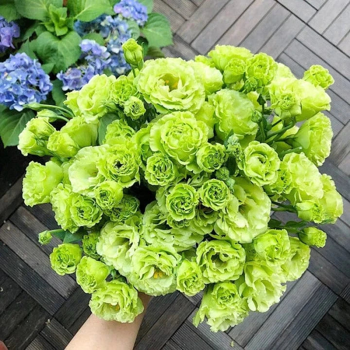 Dream Motto 🔥2025 Best Seller🔥-Lisianthus - A Sincere and Immutable Love 💐(Free Shipping over $14.99)