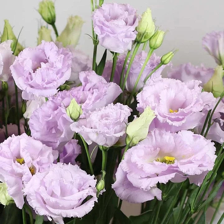 Dream Motto 🔥2025 Best Seller🔥-Lisianthus - A Sincere and Immutable Love 💐(Free Shipping over $14.99)