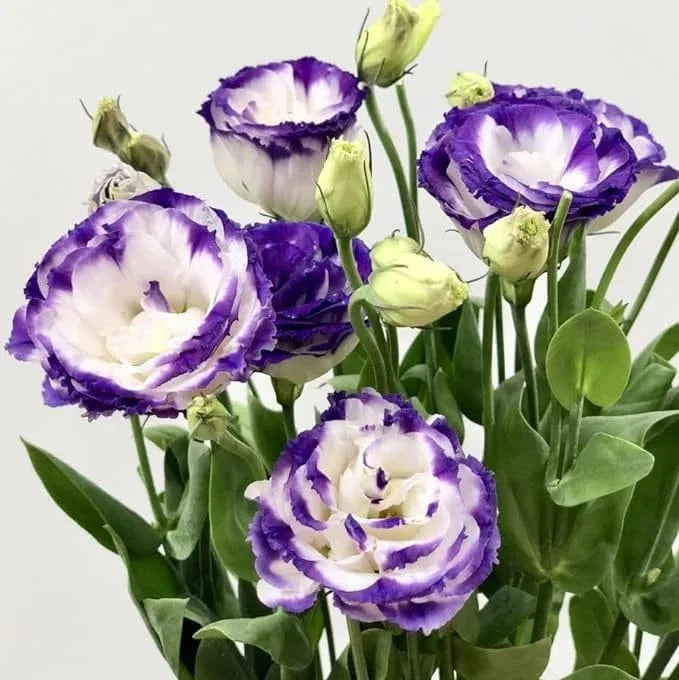 Dream Motto 🔥2025 Best Seller🔥-Lisianthus - A Sincere and Immutable Love 💐(Free Shipping over $14.99)