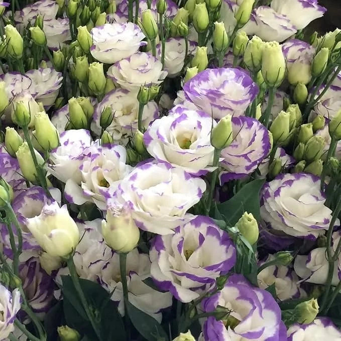 Dream Motto 🔥2025 Best Seller🔥-Lisianthus - A Sincere and Immutable Love 💐(Free Shipping over $14.99)