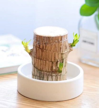 Dream Motto 🔥2025 Best Seller🔥-Lucky Brazil Wood Potted Plant🎊(Free shipping over＄14.99)