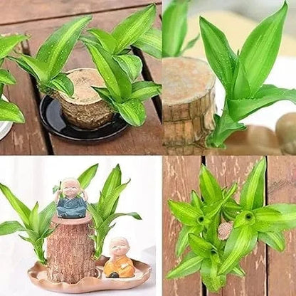 Dream Motto 🔥2025 Best Seller🔥-Lucky Brazil Wood Potted Plant🎊(Free shipping over＄14.99)