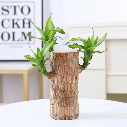 Dream Motto 🔥2025 Best Seller🔥-Lucky Brazil Wood Potted Plant🎊(Free shipping over＄14.99)