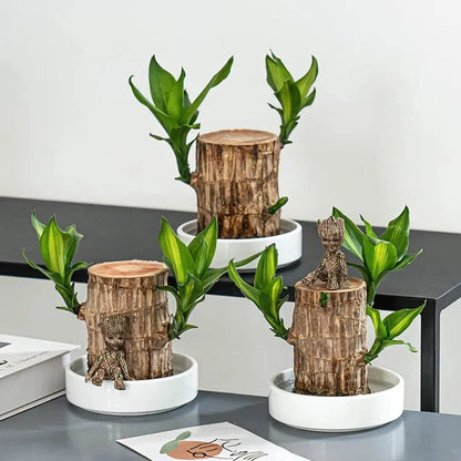 Dream Motto 🔥2025 Best Seller🔥-Lucky Brazil Wood Potted Plant🎊(Free shipping over＄14.99)