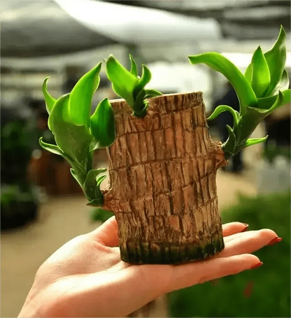 Dream Motto 🔥2025 Best Seller🔥-Lucky Brazil Wood Potted Plant🎊(Free shipping over＄14.99)