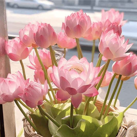 Dream Motto 🌸【7 days germination】Last Day Sale - 50% OFF💐The Sacred Bonsai Bowl Lotus Flower