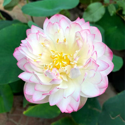 Dream Motto 🌸【7 days germination】Last Day Sale - 50% OFF💐The Sacred Bonsai Bowl Lotus Flower