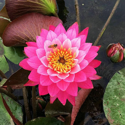 Dream Motto 🌸【7 days germination】Last Day Sale - 50% OFF💐The Sacred Bonsai Bowl Lotus Flower