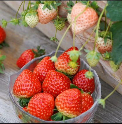 Dream Motto 🍓Last Day 50% OFF🍓Strawberry Cream Seeds