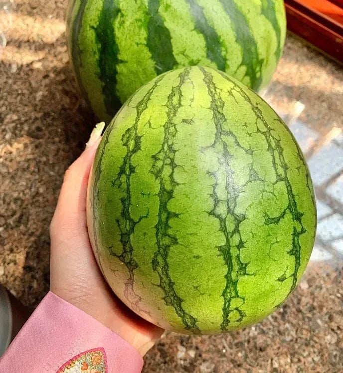 Dream Motto 🍉Ruby Watermelon Seeds - High Yield, Sweet & Juicy, Perfect for Pot Cultivation