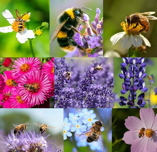 Dream Motto 🐝Save Bees Wildflower Seed Series - Pure Non-GMO Flower Seeds